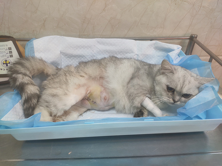2021-07-11猫咪难产怎么办?