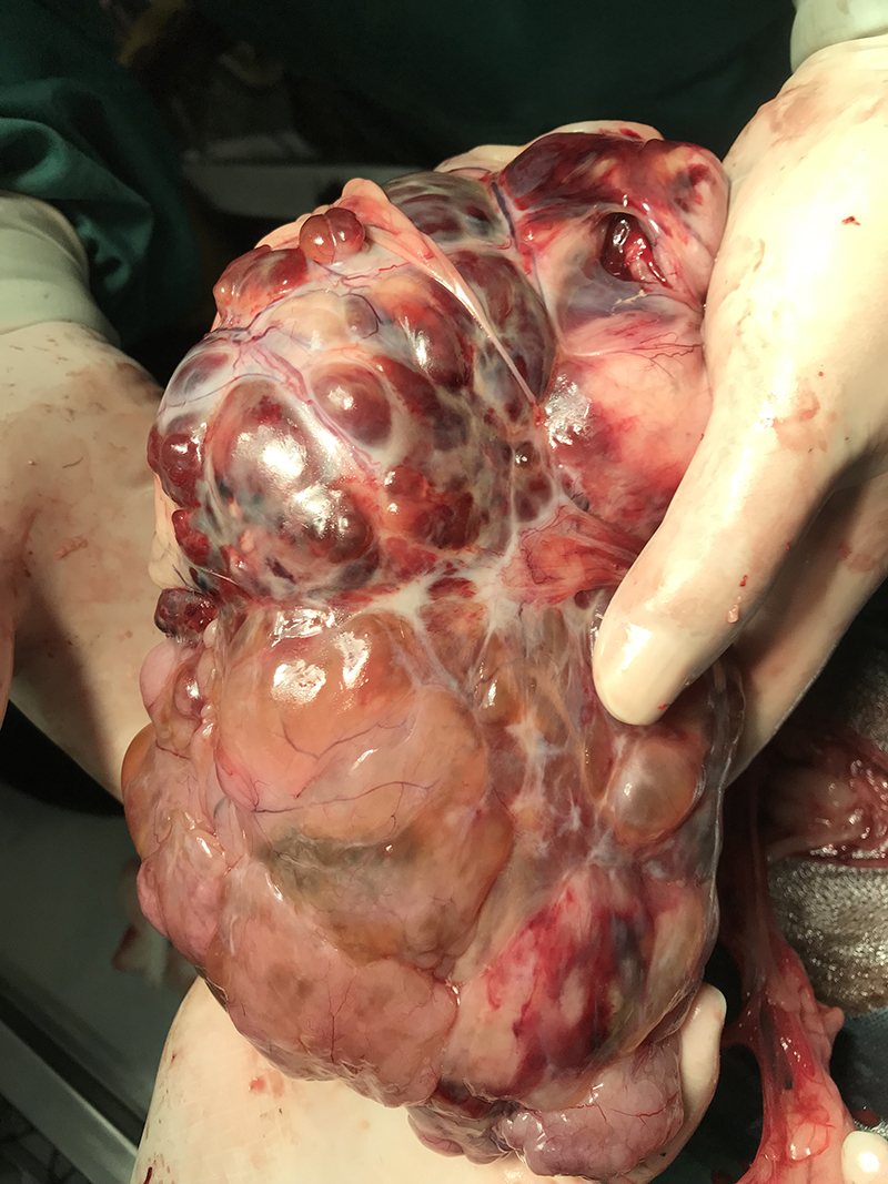 杜宾犬子宫蓄脓,盲肠段长巨大肿瘤 - 福州动物缘宠物医院