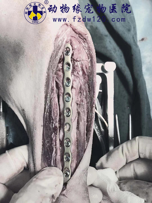 4个月龄拉布拉多犬,不慎右后肢劲骨中段粉碎性骨折,采用钛合金锁定骨